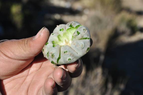 O famoso peyote, espécie de cactus comum no região de Real de Catorce, pueblo mágico no norte do México